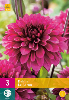 Le Baron Dahlia knollen kopen, Paars | Moestuinland