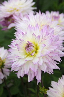 Crazy Love dahliaknol kopen | Moestuinland