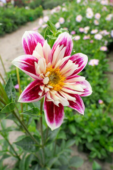 Sfeerimpressie dahlia bloei collarette | Moestuinland