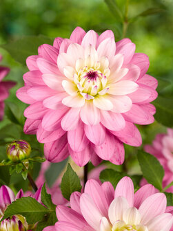 Dahlia knol bestellen, Luka Johanna | Moestuinland