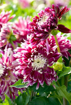 Sfeerimpressie Vancouver dahlia&#039;s | Moestuinland