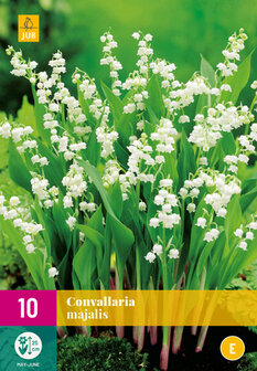 Lelietje-van-dalen wortelstokken kopen, Grootverpakking 10 stuks bloembollen Convallaria | Moestuinland