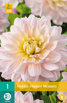 Dahlia knol kopen, Diana&#039;s Memory | Moestuinland