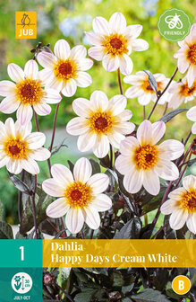 Dahlia knol kopen, Happy Days Cream White | Moestuinland