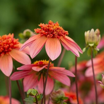 Tuinfoto van de Dahlia Totally Tangerine bloemen | Moestuinland