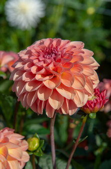 Sfeerimpressie inhoud Dahlia Sebastian | Moestuinland