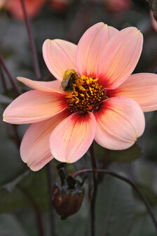 HS Olivia dahlia zalmroze | moestuinland