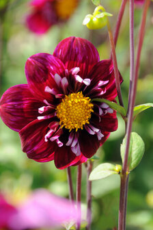 Biologische dahlia&#039;s | Moestuinland