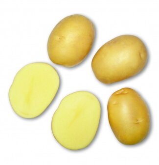 Bernice pootaardappels kopen 1kg | Moestuinland