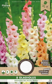 Gladiool bloembollen kopen, pastelkleurige mix | Moestuinland