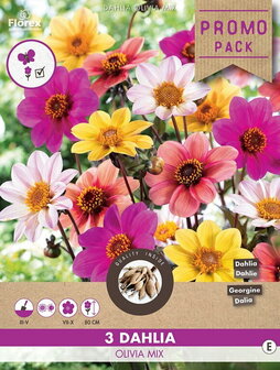 Dahlia knollen kopen, HS Olivia mix | Moestuinland