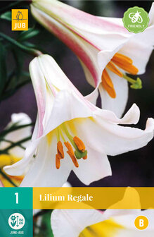 Lelie bloembol kopen, Lilium Regale (Koningslelie) | Moestuinland