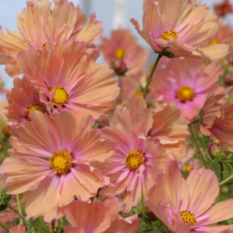 Cosmos Apricotta zaad bestellen (Cosmea Apricot) | Moestuinland