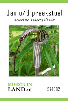 Jan op de preekstoel zaden, Arisaema conanguineum (Cobralelie) | Moestuinland