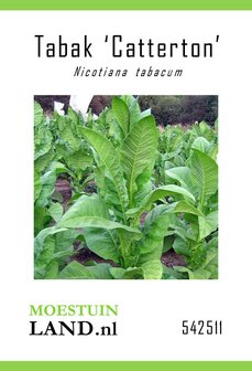 Tabaksplant zaden kopen, Catterton | Moestuinland