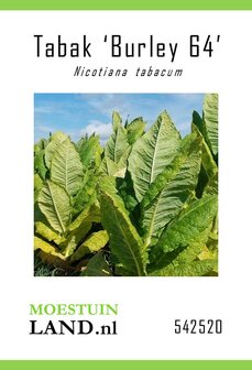 Tabaksplant zaden kopen, Burley 64 (Rooktabak) | Moestuinland