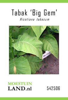 Tabaksplant zaden, Big Gem (Rooktabak) | Moestuinland