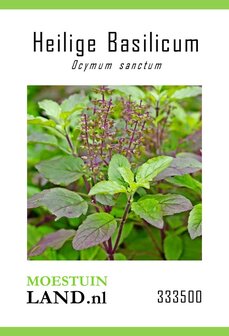 Heilige Basilicum zaden kopen, Rode Tulsi of Kaprao | Moestuinland