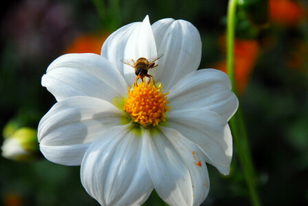 Sfeerimpressie witte sneezy dahlia&#039;s | Moestuinland