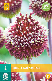 Allium bloembollen kopen, mohican (red) | Moestuinland