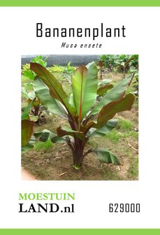 Bananenplant zaden kopen, Musa ensete | Moestuinland