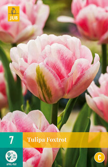 Tulp bloembollen kopen, Foxtrot | Moestuinland