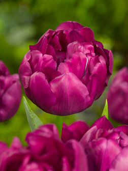 Tulp bloembollen, Royal Acres kopen | Moestuinland