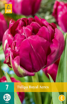 Tulp bloembollen kopen, Royal Acres | Moestuinland