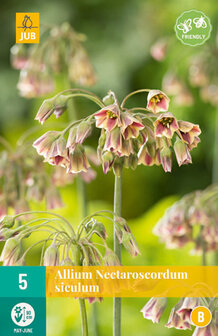 Allium Nectaroscordum siculum bloembollen kopen | Moestuinland