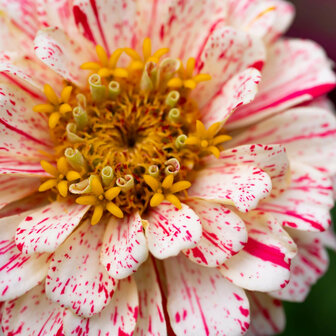 Zinnia zaden met strepen en spikkels | Moestuinland