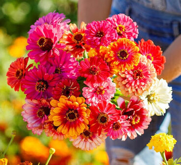 Zinnia whirligig zaad sfeerimpressie | Moestuinland