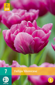 tulipa showcase, paarse tulpen kopen bij moestuinland