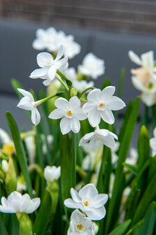 Sfeerimpressie Narcis bloembollen paperwhite | Moestuinland