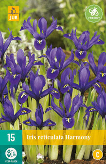 Iris bloembollen kopen, reticulata Harmony | Moestuinland