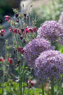 Gladiator alliums sfeerimpressie | Moestuinland