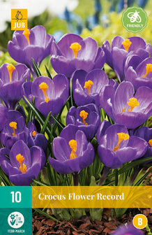 Krokus bloembollen kopen, Flower Record Paars (Najaar) | Moestuinland
