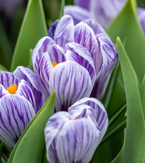 Krokus Bloembollen, Pickwick