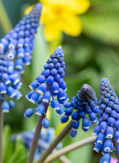 Druifjes bloembollen, Night Eyes (Muscari)