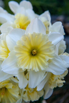 Narcis Bloembollen, Ice Follies