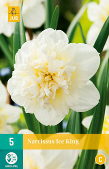 narcis bloembollen kopen bij moestuinland