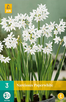 Narcis bloembollen kopen, Paperwhite | Moestuinland