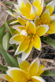 Tulp Bloembollen, Tarda Dasystemon