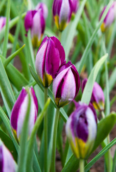 Tulp Bloembollen, Pulchella Persian Pearl