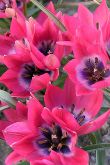 Tulp bloembollen, Little Beauty