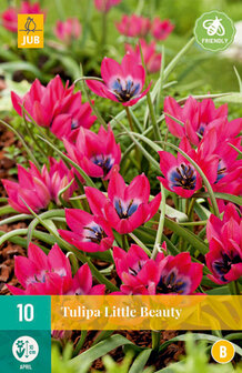 Tulipa bloembollen kopen, Little Beauty | Moestuinland