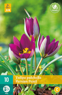 pulchella persian pearl tulp bloembollen kopen bij moestuinland