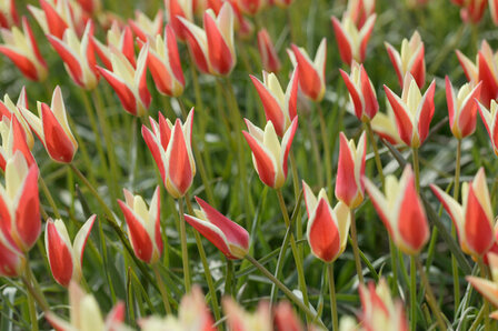 Tulp Bloembollen, Clusiana Stellata