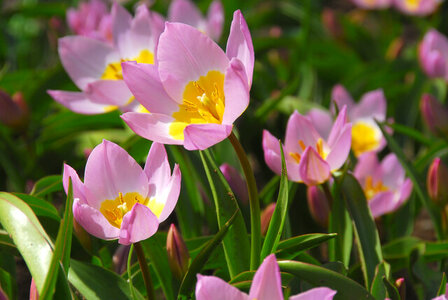 Tulp Bloembollen, Bakeri Lilac Wonder