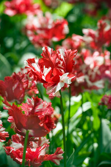 Tulp Bloembollen, Estella Rijnveld