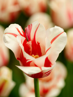 Tulp Bloembollen, Sorbet